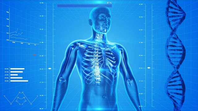 What If Human Body Didn’t Have Bones?