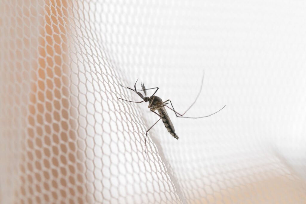 CHMP recommends Artesunate Amivas for the initial treatment of severe malaria – Amivas