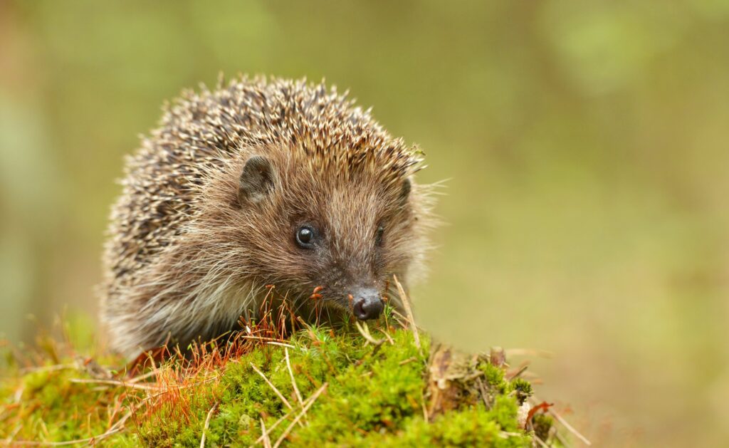 Are hedgehogs to blame for superbugs?